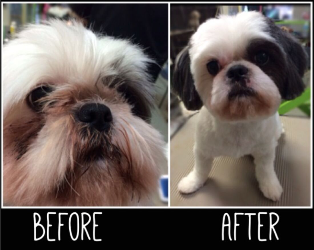 Before and after grooming of a shih tzu