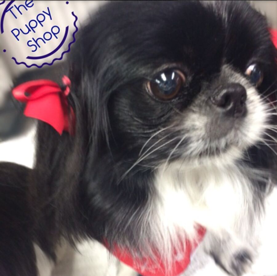 Dog with a bow