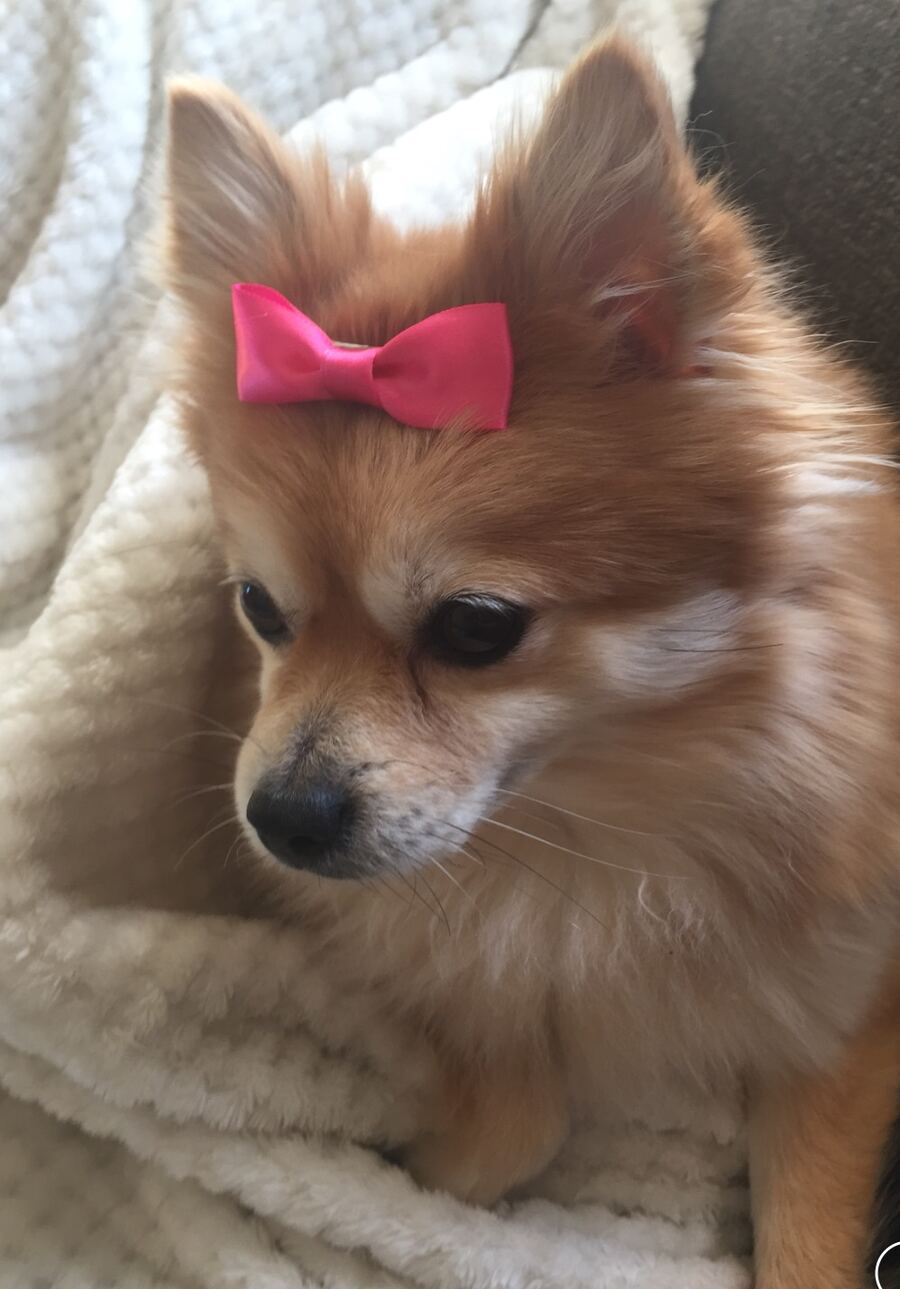 Dog with a bow