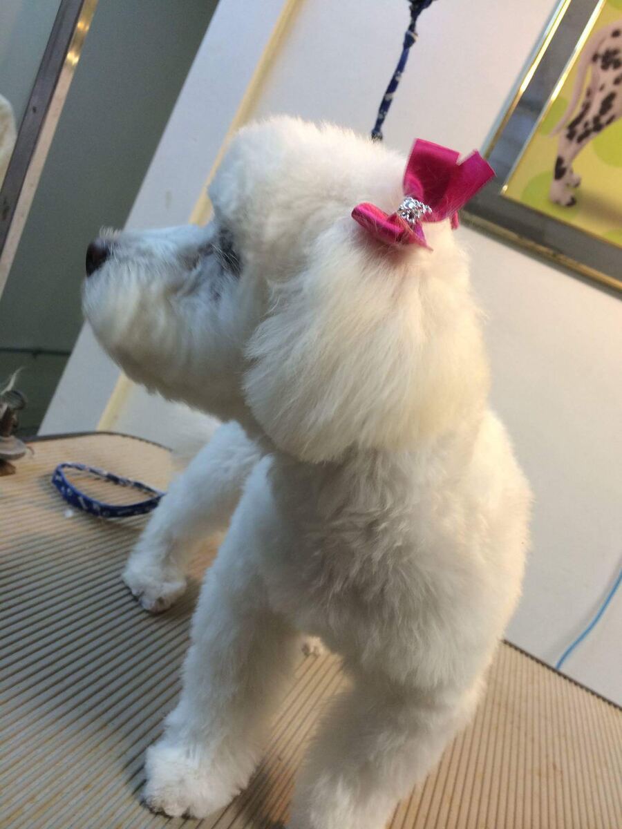 Fluffy dog with a bow