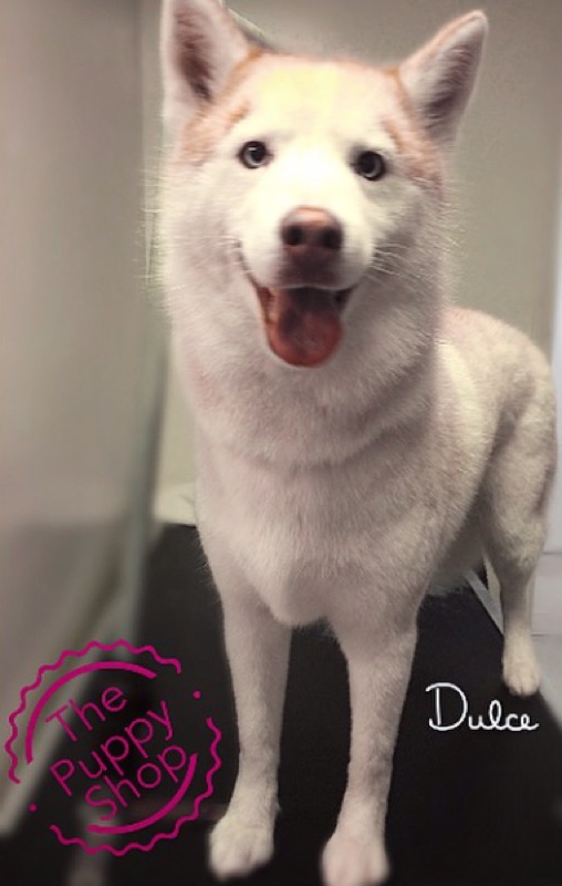 White dog named Dulce