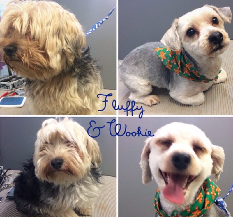 Dogs named Fluffy and Wookie