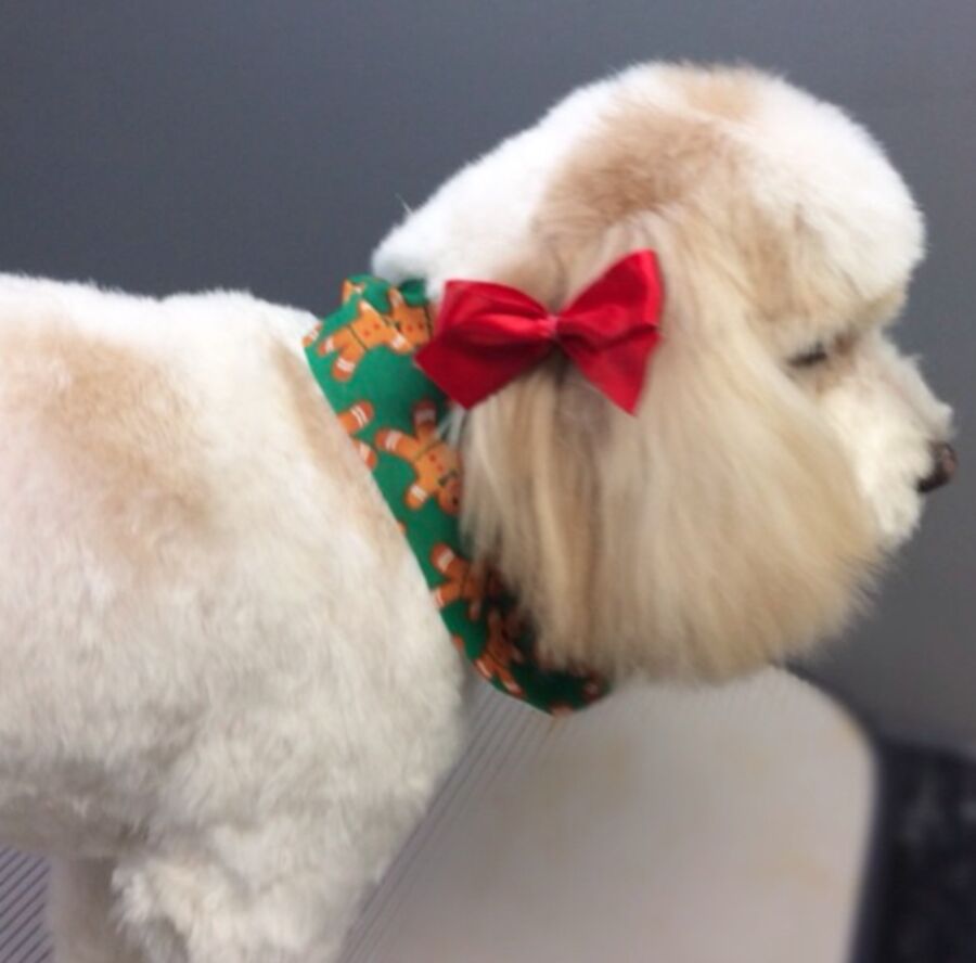 White dog with a green and red holiday bow