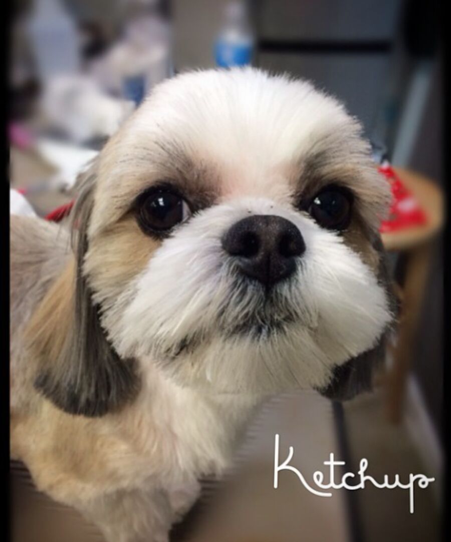 Shih tzu named Ketchup