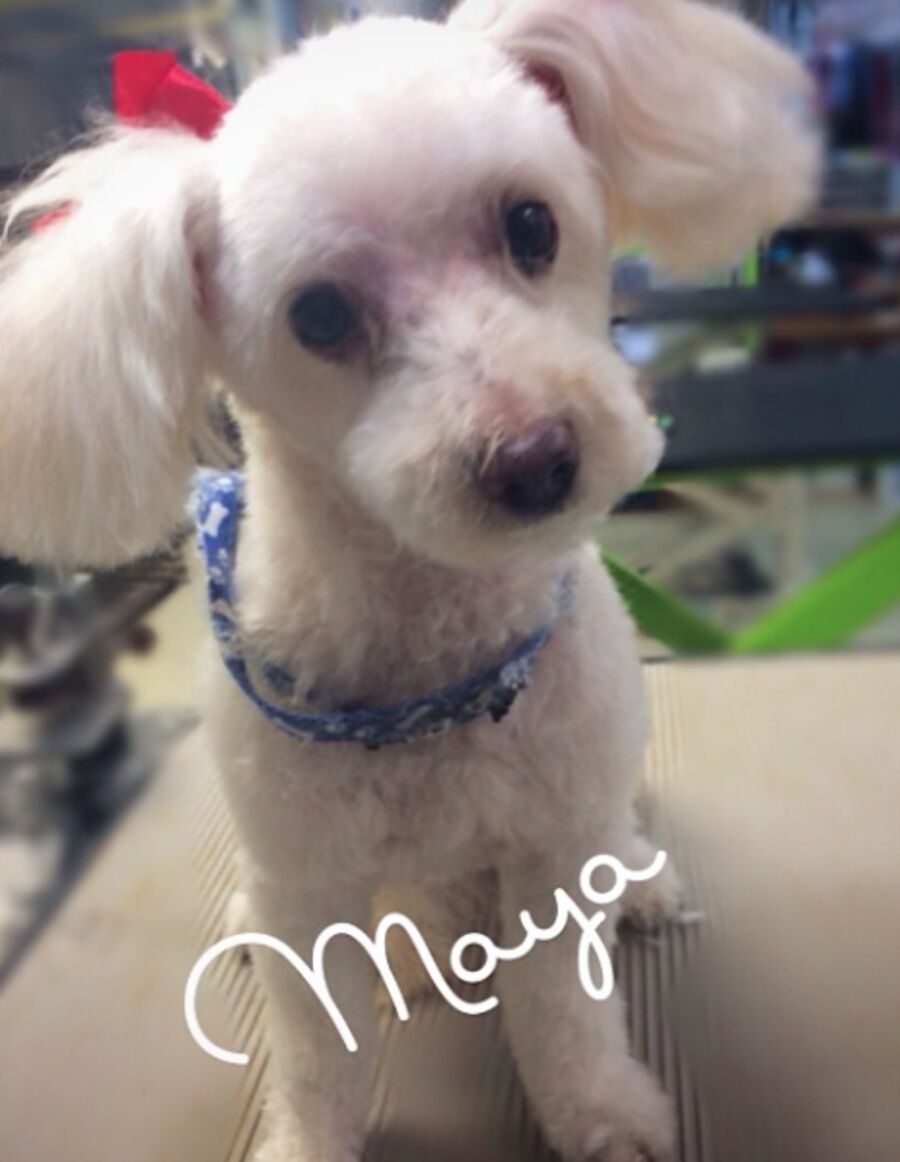 White dog named Maya