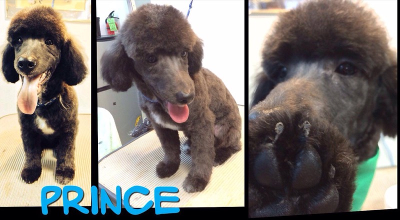 Dog named Prince